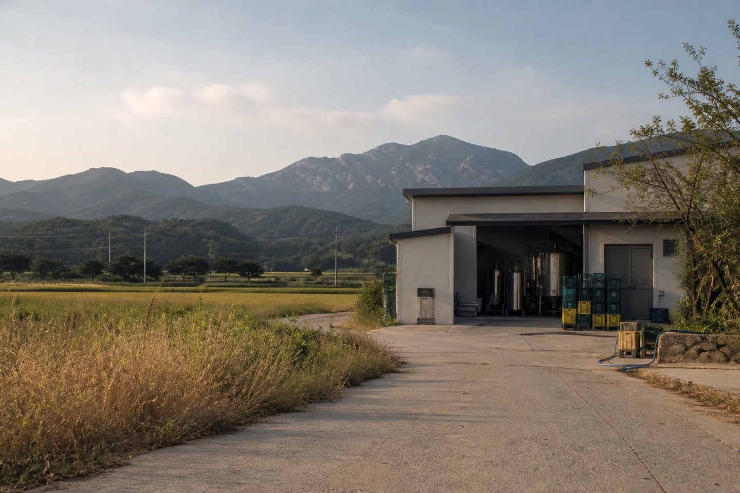 대구 외곽의 논과 양조장 길을 담은 편집 콘셉트 이미지